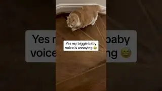 Biggie the cat masters the stairs after 3 months in care 💪 fat cat stuck down the stairs no more!