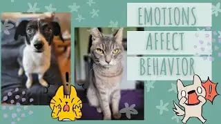 How your Emotions Affect your Dog and Cat
