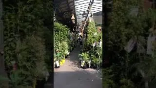 Il de la Cité Flower Market