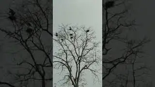 Save tree save nature movement of Assam