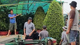 Vừa cập Bến Bình Đông, cặp quất khủng đã được một đại gia Sài Gòn xuống tiền tươi chở về