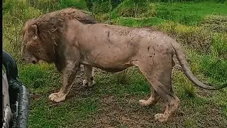 Muwaji (Son of Legendary Morani Male Lion) after Being Chased by Oloisukut Males | 20 April 2025