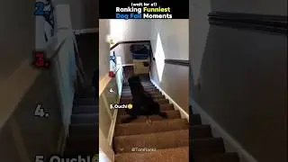Ranking Funniest Dog Fail Moments #usa #trending #shorts