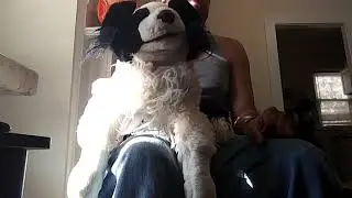 Elvis The Lip Singing Stuffed Dog Sings Danzig - Killer Wolf