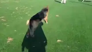 Pet Boarding During Pet Travel | Artemis the German Shepherd&rsquo;s Journey from Thailand to Australia