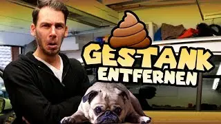 Geruchsbeseitigung | Hundeschei&szlig;e Gestank aus Auto entfernen | 83metoo