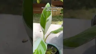 musa florida variegated banana plant #plants #plant #plantshorts #nature #houseplants #indoorplants