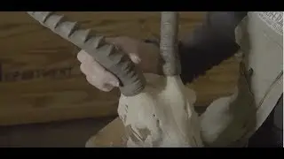 Horns vs Antlers - Educational Adventures