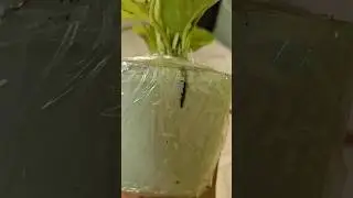 money plant #productreview #product #onlineshopping #tamil #meesho #meeshofinds #shopping #online