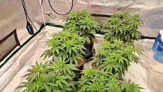 Grow Tent Mid-day Cycle