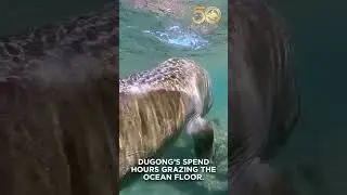 Meet Papua New Guinea&rsquo;s Gentle Sea Cow | Dugong of the Coral Reefs