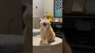 Yawning like a singing cat😂