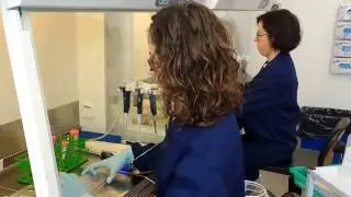 Processing iPS cells to make dopamine neurons