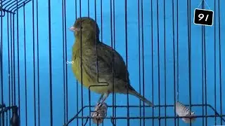 foul green yellow hen ring 91