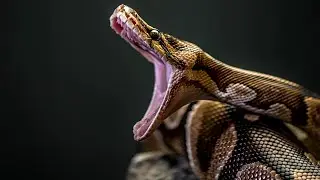 Anacondas Explained in 3 minutes!