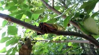 thelope.com - Brood XIX periodical cicada M tredecula and spiders