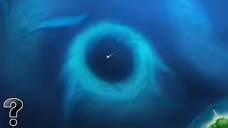 What Lives At The Bottom Of The Ocean?