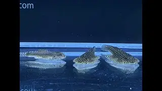 Butterfly pleco fish | pterygoplichthys multiradiatus