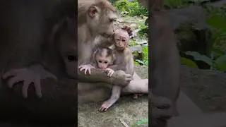 Luna comforting cleaning adorable baby monkey 🐒 Kendra #shorts #shortsfeed #shortvideo