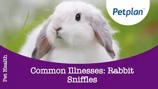 Rabbit Illness: Rabbit Snuffles - Petplan