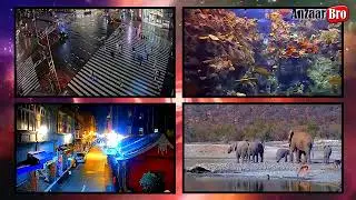 Relaxing Live World Cams 24/7 Deep Sleep, Meditation, Calm, Relax, Study, Sleep, Zen
