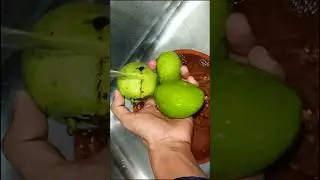 For mango lovers 😋🥰 mango juice #shorts