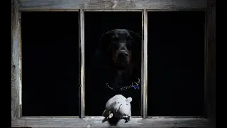 Doberman