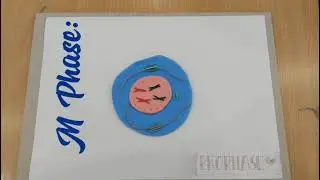 Video Mitotic Phase/Fases de la Mitosis (Stop Motion)