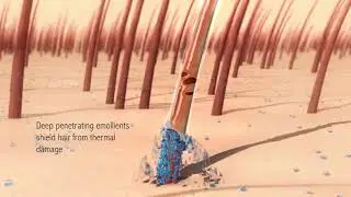 VCOH Animation