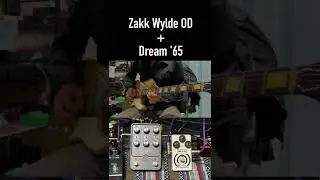 Dream '65 + Zakk Wylde Overdrive Guitar Solo #shorts