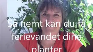 Tip til ferievanding af potteplanter