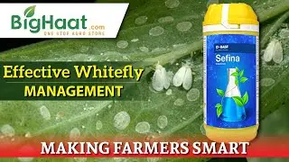 Effective Management of White Flies | BigHaat
