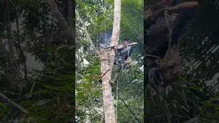 Amazing skill man climbing and cutting down tree with chainsaw #shortvideo