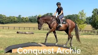 CONQUEST ARCHIE (Trail), Adoptable Thoroughbred Gelding, New Vocations