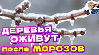 СПАСИТЕ САД ПОСЛЕ МОРОЗОВ! Какие удобрения вносить весной после холодной зимы