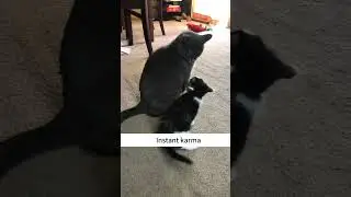Instant karma. #cat #youcat #cuteanimal #catvideos #funny #ytcat #cutecat #pets #catsytube