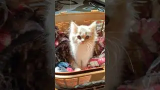 beautiful baby face cat video #cat #pets #funny #meow #studywithmeandmycat
