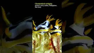 Chromodoris #nudibranch making babies #anilao #scubadiving