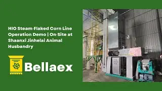 HIO Steam‑Flaked Corn Line Operation Demo | On‑Site at Shaanxi Jinhelai Animal Husbandry