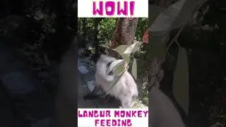 Gray langur monkey feeding funny mammals video #funnymammals #monkeymammals
