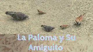 La Paloma y Su Amiguito La Cigua Palmera. 2021