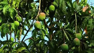 Mujo情 - Red Mangos