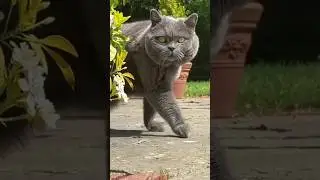Gangster Cats! 🐱 #cats #animals #gangster #cat #funnycats #gangstaparadise #shorts