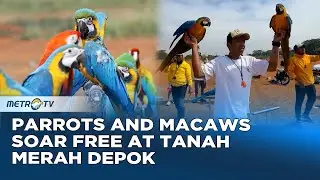 Free Fly Bird Community in Citayam Trains Macaws and Parrots