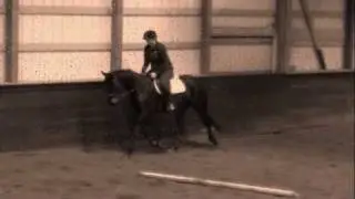 Gorgeous Hunter/Jumper Prospect for Sale- SOLD