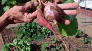 Сбор редиса 2013