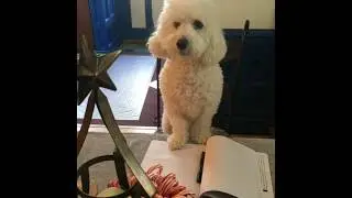 BUDDY WRITE'S OUT HE'S CHRISTMAS LIST *my talking pet*