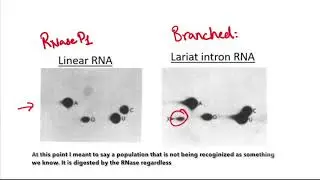 Figure 14.7  Defining the branched lariat in splicing