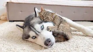 Giant Husky Learns to Be Gentle Thanks to a Fearless Kitten &ndash; What Happens Next Is Hilarious!