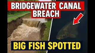 BRIDGEWATER CANAL BREACH !!! Big Fish Spotted And TRAPPED